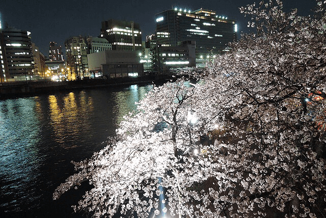大川沿いの桜